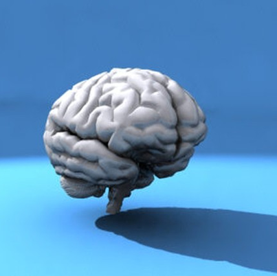 Презентация Человеский мозг