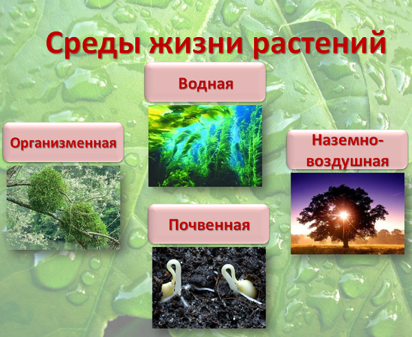 Презентация Четыре среды жизни на Земле