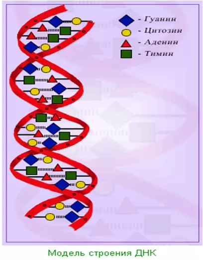 Презентация ДНК