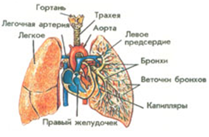 Презентация Дыхательная система человека