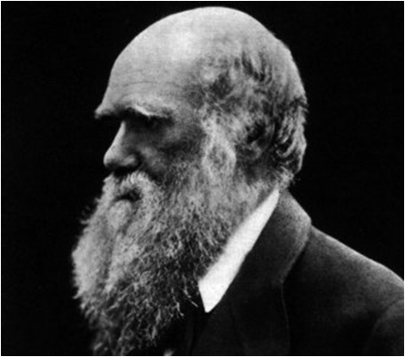 Презентация Эволюционная теория Дарвина
